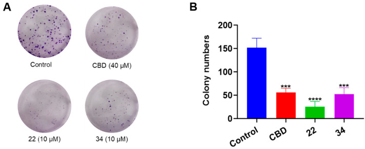 Effects of CBD, 22, and 34 on the formation of B16F10 cell colonies measured by a crystal violet staining assay (A) and the quantitative analysis of colony numbers treated with CBD (40 µM), 22 (10 µM), and 34 (10 µM). (B) Values are expressed in means ± SD from three experiment replicates. Significance was defined as *** p < 0.001 and **** p < 0.0001 when compared to the control group.