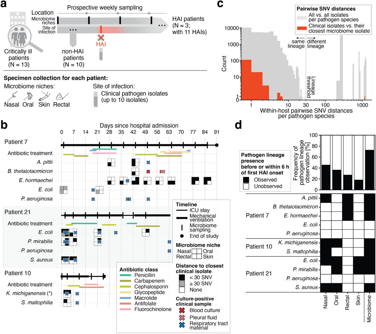 Prospective, longitudinal sampling of critically ill patients reveals body-wide lineage dissemination of opportunistic pathogens during healthcare-associated infection.a. Schematic representation of the prospective sampling established for this study. 13/25 (52%) eligible, critically ill patients were successfully enrolled for analysis (Figure S1). Prospective native microbiome samples (nasal and oral cavity, cubital fossa, and rectum) were collected weekly starting within 6-51 h after hospital admission (patient 7: 29 h; patient 10: 6 h; patient 21: 51 h). Upon an identified HAI up to 10 viable isolates of the pathogenic species were collected (see Methods). One or more HAI were detected in 3 of the 13 patients.b. Timelines of each HAI patient, which start at hospital admission and state periods of mechanical ventilation (thick horizontal line), timepoints of microbiome sampling (black vertical lines), and end of study (discharge from ICU or reaching the end of maximum enrollment period [90 days]; black dot). Colored horizontal lines show antimicrobial treatment, grouped by antibiotic classes. HAI onset timepoints defined as culture-positive clinical samples (blood culture [red], pleural fluid [lightred], and respiratory tract material [blue]) are shown as crosses. Squares are shown at every timepoint at which the respective pathogen species has been detected in at least one microbiome niche. Filled, black quadrants indicate that at least one isolate was observed to be closely related (less than 30 core-genome SNVs; see Figure 1c) to an isolate from the site of infection. If no such relationship was identified, the quadrants are filled in grey; if the species was not found in that microbiome niche, the quadrants are white. For patient 7, two consecutive microbiome sampling timepoints are missing (day 8 and 15). For patient 21, weekly microbiome sampling was discontinued after 49 days. A culture-positive gastric juice sample on day 3 in patient 10 for K. michiganensis (marked with an asterisk behind the species name) was detected coinciding with the microbiome sampling and infection identification.c. Core-genome pairwise SNV distances between all isolates per pathogen-patient pair. Comparison of isolates (grey) shows the majority of isolate pairs are less than 30 SNVs apart (indicated by the vertical dashed line), a degree of divergence plausible to accumulate during within-host colonization, which was therefore used to cluster isolates into lineages. Isolate pairs ≥ 30 core-genome SNVs apart were classified as separate lineages. Pairwise distances of every clinical isolate to their closest microbiome isolate (red) reveal that most of the clinical isolates belong to a lineage also present within the microbiome except for the E. coli ST95 in patient 7 (1,171 core-genome SNVs apart). Both axes are shown in log-scale and the bin size on the x-axis is one for < 100 SNV differences and 50 for ≥ 100 SNV differences to improve visibility on log-scale.d. Microbiome colonisation by the pathogen lineage before or within (≤ 6 h) HAI onset. Heatmap (bottom) shows the observation of the pathogen lineage (black) per species and microbiome niche as well as the collapsed, body-wide observation (microbiome) until 6 h after HAI onset. In the case of multiple pathogen lineages per pathogen-patient pair (S. aureus of patient 21), all pathogen lineages have been detected in at least one microbiome niche. The barplot on top shows the frequency of the identified microbiome colonization of the pathogen lineage across the eleven pathogen-patient pairs.