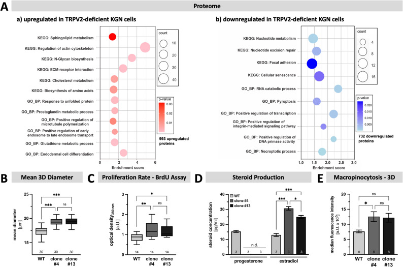 Altered proteome, increased cell size, proliferation rate, higher estradiol levels and macropinocytosis rate in TRPV2-deficient KGN cells. A Whole cell lysates from WT and TRPV2-deficient clone #4 subjected to mass spectrometry revealed massive changes of the proteome composition. A total of 993 proteins were upregulated, while 732 proteins were downregulated in TRPV2-deficient clones. As such, proteins related to regulation of actin cytoskeleton, but also sphingolipid and cholesterol metabolism are upregulated (a), whereas proteins associated with focal adhesion, pyroptosis and necroptotic process are downregulated upon depletion of TRPV2 (b). B The mean 3D diameter of trypsinized KGN cells is significantly increased in both TRPV2-deficient clones #4 and #13, compared to the WT (n = 30, each). C Proliferation rate, determined by the incorporation of BrdU 48 h after cell seeding, revealed a significant increase upon depletion of TRPV2. Data are expressed as optical density at 380 nm in arbitrary units (a.U.; n = 14, each). D Impact of TRPV2 upon steroid production in KGN cells was assessed by subjecting supernatants derived from WT and TRPV2-deficient KGN cells to liquid chromatography-tandem mass spectrometry (n = 3, each). Progesterone was only detected in supernatants from WT cells (n.d. - not detected), whereas the levels of estradiol were significantly higher in supernatants derived from TRPV2-deficient cells. E Importance of TRPV2 for macropinocytosis was assessed by measuring the uptake of 70 kDa FITC-dextran under 3D conditions. The TRPV2-deficient clone #4 engulfed significantly more than the other two cell types (n = 8, each)