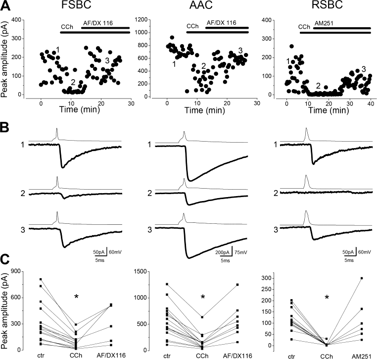 Cell-type-specific suppression of uIPSC amplitudes by the ACh receptor agonist carbachol. (A) Representative experiments obtained in FSBC–, AAC– and RSBC–pyramidal cell pairs. In each case, bath application of 5 μm carbachol suppressed the uIPSC amplitude. In FSBC– and AAC–pyramidal cell pairs the reduction in the peak amplitude could be restored by an M2-receptor-preferring antagonist AF/DX 116 (10 μm), while a CB1 cannabinoid receptor antagonist AM251 (1 μm) reversed the suppression of uIPSC amplitude in RSBC–pyramidal cell pairs. (B) Average of five uIPSCs evoked by single presynaptic action potentials taken at the labelled time points. (C) Summary data of all pairs. Each square represents a mean value of IPSC amplitude from individual cell pairs under a given condition. Asterisks indicate the significant differences. Note the different scales on y axis.