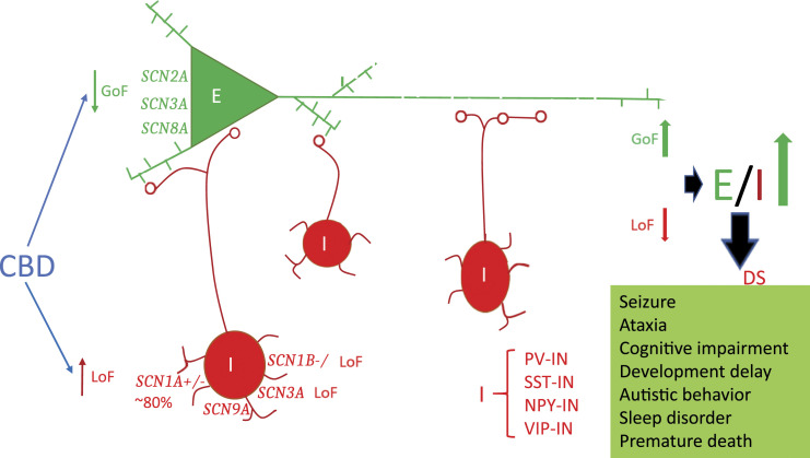 A diagram of an excitatory-inhibitory network in Dravet syndrome and CBD’s effect on sodium channels of the network. The excitatory pyramidal neuron is illustrated in green and is surround by various types of inhibitory interneurons in red (PV-, SST-, NPY-, VIP-INs). The interneurons’ synapses are on the cell body, dendrites, and axon of the pyramidal cell and regulate its activity. E: excitatory pyramidal neuron. I: inhibitory interneurons. E/I: excitatory-inhibitory ratio. CBD: cannabidiol. DS: Dravet syndrome. GoF: gain-of-function. LoF: Loss-of-function.↑: increase.↓: decrease. SCN1A: predominantly in inhibitory GABAergic interneurons, particularly in parvalbumin-positive interneurons (PV-INs). ∼80%: SCN1A haploinsufficiency accounts for almost 80% cases of DS. SCN2A and SCN3A: especially expressed in excitatory neurons and glutamatergic neurons. PV: parvalbumin. SST: somatostatin. NPY: neuropeptide-Y. VIP: vasoactive intestinal peptide.