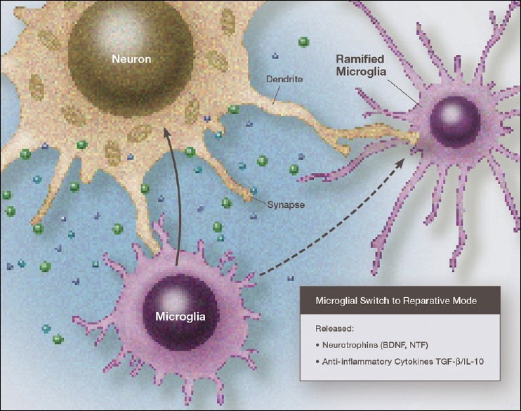 Illustration of a microglia in a primary reparative phenotype, which can be in either the resting mode or an activated-reparative mode, both of which release neurotrophic factors and antiinflammatory cytokines. This repairs the damage done during neurodestructive microglial activation