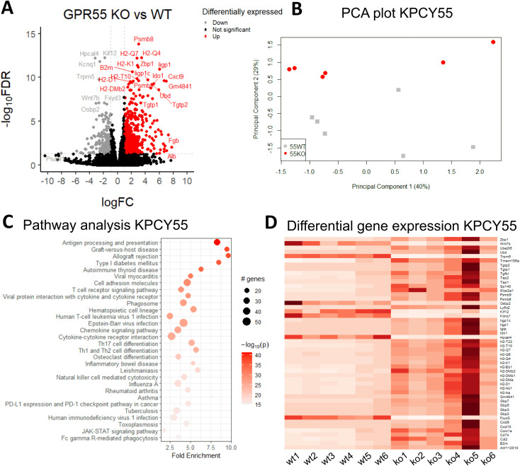 RNA-seq reveals that GPR55 deficiency leads to upregulation of genes involved in enhanced immune cell functions in KPCY55-induced tumors. (A) Volcano plot showing the log of fold-change (logFC) on the x axis and the −log10 false discovery rate (−log10FDR) on the y axis of RNA-seq data. The cut-off values were 1 for fold-change, and 0.05 for FDR, respectively. (B) PCA plot of log gene expression data showing the first and second principal components. (C) Pathway analysis of RNA-seq data, showing enrichment in processes linked to immunity. The number of genes enriched in a pathway is represented by the size of the dot. The color of the dot represents the −log10 (lowest-p) value of the pathway. (D) Heatmap of the top 50 differentially expressed genes in KPCY55 tumors from WT and GPR55 KO mice. The resulting Z-score scaling indicates that genes exhibiting high expression relative to the mean have positive Z-scores (dark red), while low-expression genes exhibit negative Z-scores (white). Ko (ko), knockout; WT (wt), wildtype; TME, tumor microenvironment.