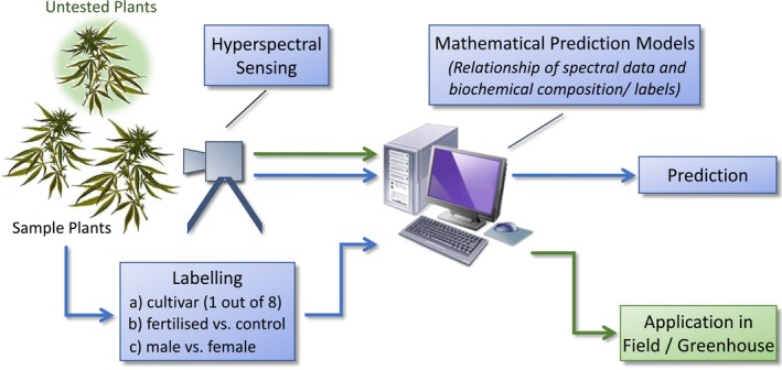 Flowchart of the mathematical modeling process. The acquired hyperspectral signatures are used as input data into the mathematical model. Corresponding reference data are used as output data. According to the three tasks described above, there are three sets of labels used here forming three separate models. Following the structure of the label information, the implemented mathematical model is an 8‐class classifier for task (a) and a binary classifier for task (b) and (c), respectively. Following the general approach of machine learning, the discrepancy (calculated via a standard mathematical error function) between actual and desired output of the model (prediction value) is being minimized during the modeling process. The lower path of the workflow (blue arrows) is not required in productive operation once the mathematical model is sufficiently trained and subsequently used to process all incoming hyperspectral signatures of new (untested) plants based on the learned relationship between input and output data. These yields downstream applications in the field and greenhouse (green arrows).