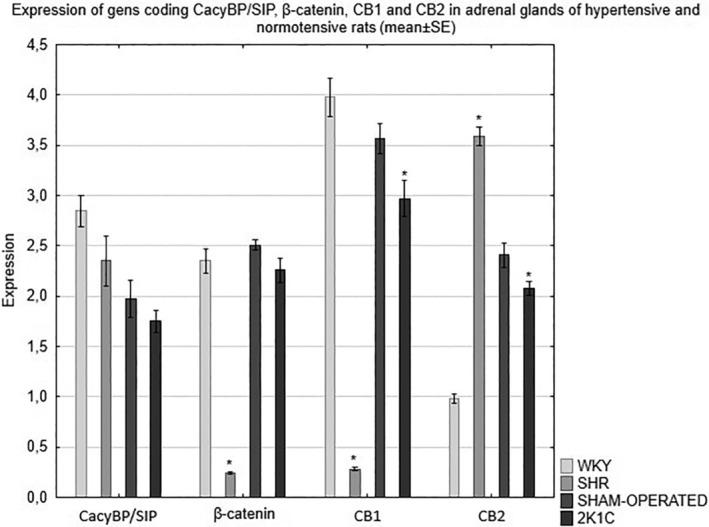 Expression of genes coding CacyBP/SIP, β‐catenin, CB1 and CB2 in the adrenal glands of normotensive and hypertensive rats. *p < 0.05 control group versus hypertensive group. Control rats (WKY and SHAM‐OPERATED) and hypertensive rats (SHR, 2K1C).