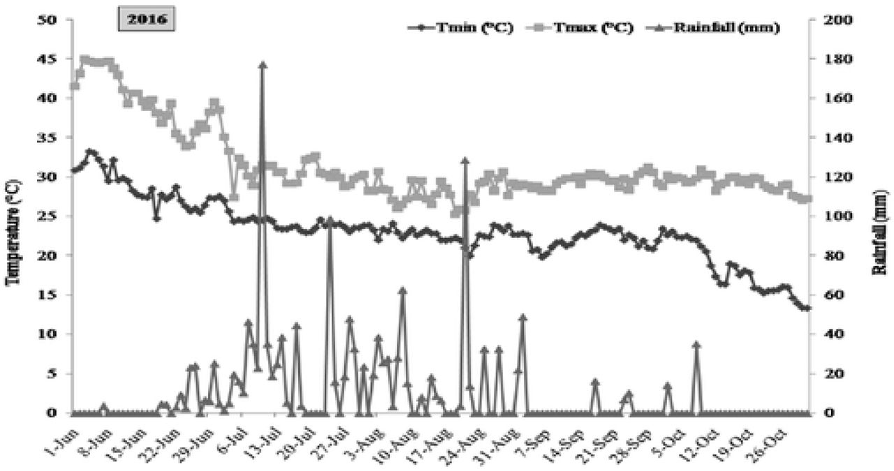 Daily fluctuation in rainfall and temperature during the crop season of 2016.