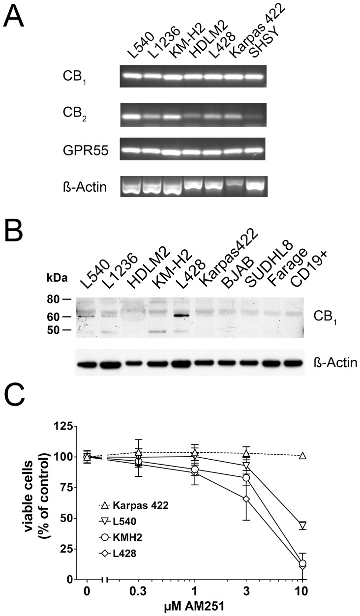 CB1-expression in B-cell derived cells and reduction of viability of cHL cells with AM251.A) Extracts of HL cell lines L540, L1236, KMH2, HDLM2, L428, as well as B-NHL cell line Karpas 422 and neuroblastoma derived cell line SHSY were used for mRNA analyses. After reverse transcription, cDNA templates were used to quantify mRNA transcripts of Cnr1, Cnr2, GPR55 and ß-actin. B) Western blot analysis for CB1–N in cHL (L540, L1236, HDLM2, KM-H2 and L428), B-NHL-derived cell lines (Karpas 422, BJAB, SUDHL8, Farage) and isolated peripheral blood CD19+ B-lymphocytes. ß-actin signal served as loading control. C) Cell viability was determined in L428, L540, KM-H2 and Karpas 422 cells treated with the indicated concentrations of AM251 for 120 h using the MTT-assay. Reduced viability of cHL cell lines was observed whereas viability of Karpas 422 cells was not affected. Values represent means ± SD.