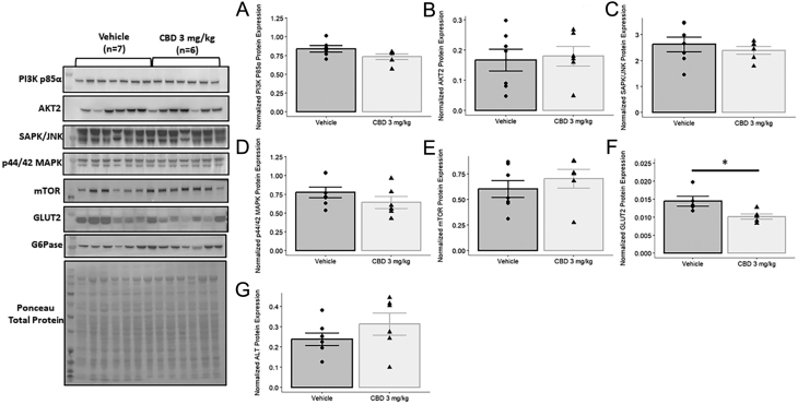 Gestational exposure to 3 mg/kg of CBD leads to reduced hepatic GLUT2 protein expression in 3-month-old male offspring. Basal protein expression levels were measured for key insulin signaling intermediaries: A) PI3K p85, B) AKT2, C) SAPK/JNK, D) p44/42 MAPK, and E) mTOR, for the principal hepatic glucose transporter GLUT2 (F), and ALT (G). Protein band intensities were normalized to total protein levels obtained via Ponceau staining. Values are means ± s.e.m.Significant differences in protein expression values were assessed by a Student’s unpaired t-test, or a Welch’s two sample t-test where necessary (*, P < 0.05).