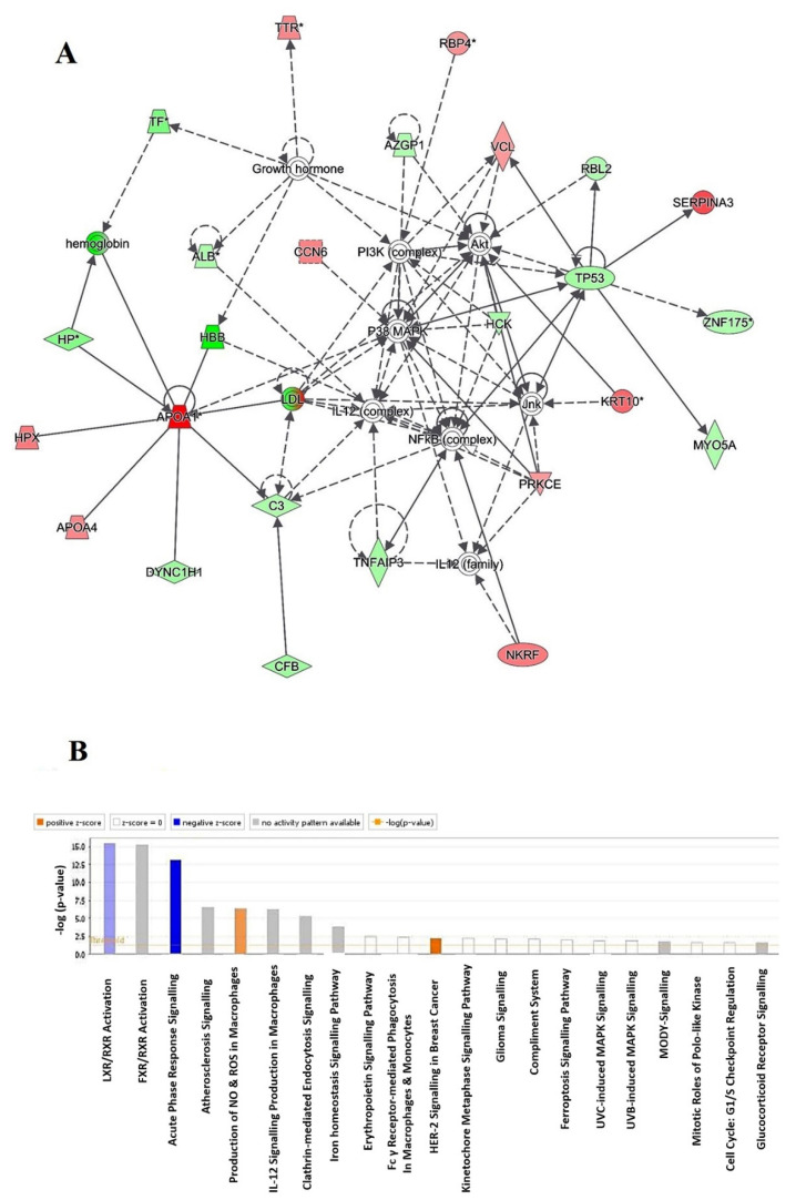 The most enriched interaction network of the differentially expressed proteins in control group as compared with the CUD group. Red nodes indicate upregulated; green nodes indicate downregulated. The central nodes of the pathway are involved in the signaling of the P38 MAPK, NFkB (complex), and Akt, and found to be deregulated between the two groups. Nodes that are not colored are analyzed by IPA and indicate potential targets that were functionally matched with the differentially expressed proteins. Direct molecular interactions are highlighted with solid lines, while indirect interactions are highlighted with dashed lines (A). The diagram shows the 21 top canonical pathways ranked by the p-values obtained by the IPA (B).