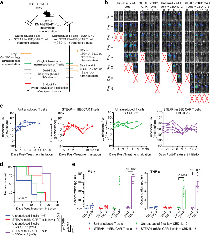 Combining CBD-IL-12 with STEAP1-mBBζ CAR T cell therapy enhances overall survival and inflammatory cytokine levels.a Schematic of the tumor challenge experiment for the RM9-hSTEAP1 disseminated model in hSTEAP1-KI/+ mice investigating the combination of CBD-IL-12 with STEAP1-mBBζ CAR T cell therapy. Cy cyclophosphamide (for preconditioning). Created with BioRender.com. b Serial live BLI of hSTEAP1-KI/ + mice engrafted with RM9-hSTEAP1-fLuc metastases and treated with a single intravenous injection of 5 × 106 mouse untransduced T cells or STEAP1-mBBζ CAR T cells on day 0 with or without CBD-IL-12 treatment weekly. Red X denotes deceased mice. The radiance scale is shown. (c) Plot showing the quantification of total flux over time from live BLI of each mouse in (b). d Kaplan–Meier survival curves of mice in (b) with statistical significance determined by log-rank (Mantel-Cox) test (p = 0.002). e Plots showing serum cytokine levels of IFN-γ (left, p = 0.002) and TNF-α (right, p < 0.0001) based on ProcartaPlex immunoassays from retroorbital bleeds of hSTEAP1-KI/+ mice (n = 4 mice per group) bearing RM9-hSTEAP1-fLuc metastases prior to (day 0) and after treatment (day 8) with untransduced mouse T cells or mouse STEAP1-mBBζ CAR T cells with or without CBD-IL-12 therapy. Error bar represents mean with SEM. For panel (e), p-values were derived from two-way ANOVA with Sidak’s multiple comparisons test. Source data are provided in the Source Data file.