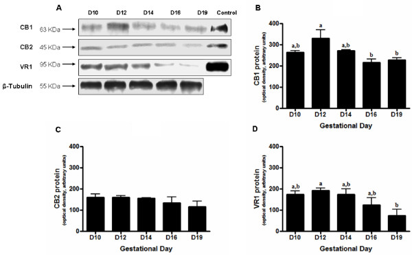 Anandamide-binding receptor protein levels in mesometrial decidua during pregnancy. (A) Representative western blots for CB1, CB2, TRPV1 and β-tubulin of protein extracts from mesometrial decidua taken on days 10, 12, 14, 16 and 19 of pregnancy. Brain homogenates were used as positive controls (control) for CB1, TRPV1 and spleen homogenates for CB2. β-tubulin was used as a loading control. (B) Densitometric analysis of CB1, CB2 (C) and TRPV1 (D) protein levels. The different protein levels were normalized to the level of β-tubulin. Bar graphs show the mean of experiments carried out with four different animals. Results are depicted as means ± SEM. Data labelled with different letters are significantly different from each other.