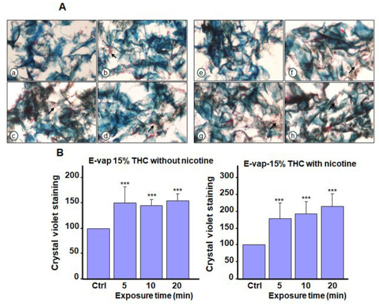 Biofilm formation by Candida albicans after exposure to e-cigarette aerosol with 15% tetrahydrocannabinol (THC) and with or without nicotine. The cells were exposed to e-cigarette aerosol twice a day for 3 days and then subjected to (A) Masson’s trichrome and (B) crystal violet staining. For each panel, (a,e) show the control (no exposure), (b,f) show exposure for 5 min, (c,g) show exposure for 10 min, and (d,h) show exposure for 20 min. Note that (b–d) refer to e-cigarette aerosol with 15% THC but without nicotine, and (f–h) refer to e-cigarette aerosol with 15% THC and nicotine. The arrows showed C. albicans cell accumulation in the biofilms. *** p < 0.001 when comparing exposure to e-cigarette aerosol to no exposure (n = 4).