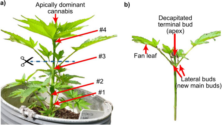 a Vegetating apically dominant Cannabis plant at week 4 of cultivation showing the development of four nodes; b Decapitation of apical meristem using scissors/knife/scalpel above #4 node