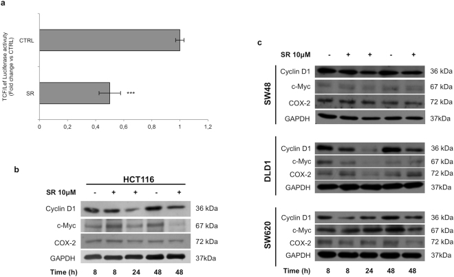 SR141716 downregulates Wnt/β-Catenin target gene expression. (a) SR141716-mediated effects on luciferase activity controlled by TRE for TCF/Lef-binding element in HCT116 cell line. Histograms represent luciferase activity measured at 18 hours from transfection in whole cell extracts from HCT116 cells transfected with reporter construct containing the TRE for TCF/Lef and treated with SR141716 (SR, 10 μM) or vehicle. Firefly luciferase was normalised to Renilla luciferase reading and the data were plotted as fold change (mean ± SD; unpaired two tailed Student’s t-test ***p < 0.005) compared to control (vehicle treated) cells. Western blot analysis of Wnt/β-Catenin targets in HCT116 (b) and in CRC (c) cell lines untreated (−) or treated (+) with SR141716. Cropped blots from full-length gels are displayed in b and c.