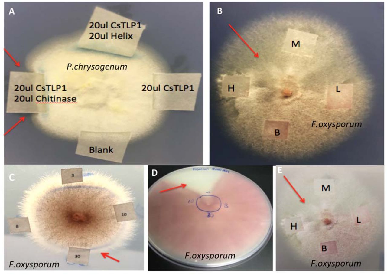 Antifungal activity of cloned CsTLP1 using Misra et al. assay. A) Penicllium chrysogenum grown in the presence of dialyzed CsTLP1, Trichoderma viride chitinase (Sigma) and a Helix pomatia β-1,3 glucanase. B) Enlarged image of Fusarium and CsTLP1 (3 μg, 10 μg, 30 μg, and Blank) + T. viride chitinase (40 μL, 20 μL, 10 μL applied at 600 μg μL-1) plated on potato dextrose agar. C) CsTLP applied only to Fusarium (3 μg, 10 μg, 30 μg, and Blank). D) Same colony as shown in lower left, two weeks later. In this case the 3 μg addition of CsTLP demonstrated reduced pigment (aurofusarin) expression. E) Same image as B with different contrast to emphasize aurofusarin expression. Fungal cultures were incubated for three days to allow for development of a sizable colony and then assessed for disturbed growth (red arrows) after application of protein (CsTLP or controls) on Whatman paper. Images were collected before and after the CsTLP1 protein was applied and grown for another 36 hours. Subsequent to this, similar dosages of T. viride chitinase (3 μg, 10 μg, 30 μg, Blank; Sigma) were placed on the Whatman paper to identify synergistic effects.