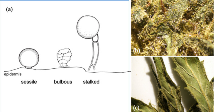 Different trichome structures for cannabis plants (a); the stalked types that are available on the floral surface (b); and sugar leaf structures with the presences of trichomes of the Cannabis sativa L. var. Kees’ Old School Haze® (available at https://dutch-passion.com) (c).