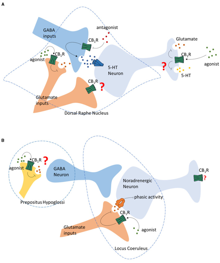 Regulation of monoamine neurotransmission by CB1R. (A) Regulation of the 5-HT neurons in Dorsal Raphe Nucleus by GABA and glutamate terminals by presynaptic CB1R, and the regulation of glutamate and 5-HT release of 5-HT neurons by CB1R. (B) Regulation of the noradrenergic neurons in Locus Coeruleus by ECS.