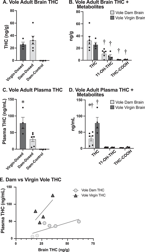 (a) Concentration of THC in the brains of dosed virgin female voles (left), dosed dams (center), and vehicle dams (right). The brains of the dosed dams contained significantly higher concentrations of THC than those of control dams. (b) Concentration of THC (left), 11‐OH‐THC (middle), and THC‐COOH (right) in the adult brains of prairie vole dams and female virgins. There was a significant difference in THC and metabolite concentrations within a group, but no significant difference between the dam and virgin female dosed brains. (c) The concentration of THC in the plasma of dosed virgin female voles (left), dosed dams (center), and control dams (right). The plasma of dosed dams contained significantly lower concentrations of THC than virgin females and significantly higher concentrations of THC than control dams. (d) THC and metabolite concentrations in the plasma of dosed vole dams. 11‐OH‐THC concentration (center) and THC‐COOH concentration (right) were both significantly lower than THC concentration (left) in the plasma of dams. There was no significant difference between 11‐OH‐THC and THC‐COOH. (e) Correlation between brain (x‐axis; ng/g) and plasma (y‐axis; ng/mL) THC concentrations in dams (clear circles) and virgin females (black triangles). The asterisk (*) indicates a significant difference between dams and virgin females. The plus symbol (+) indicates a difference in THC and metabolite concentrations within a group.
