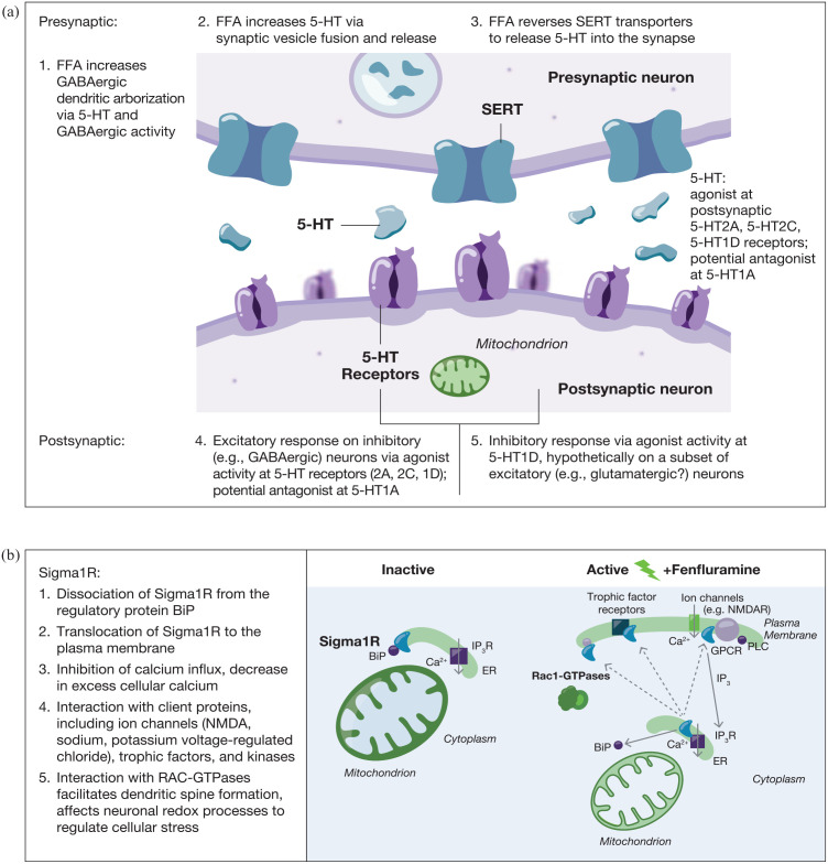 Serotonergic mechanisms of action of fenfluramine: (a) serotonergic (5-HT) modulation and (b) positive modulation of sigma1R.5-HT, 5-hydroxytryptamine; BiP, binding immunoglobulin protein; ER, endoplasmic reticulum; FFA, fenfluramine; GABA, gamma-aminobutyric acid; GPCR, G protein-coupled receptor; GTP, guanosine-5′-triphosphate; IP3, inositol trisphosphate; IP3R, inositol trisphosphate receptor; NMDA, N-methyl-D-aspartate; NMDAR, N-methyl-D-aspartate receptor; PLC, phospholipase C; SERT, serotonin transporter; sigma1R, sigma-1 receptor.