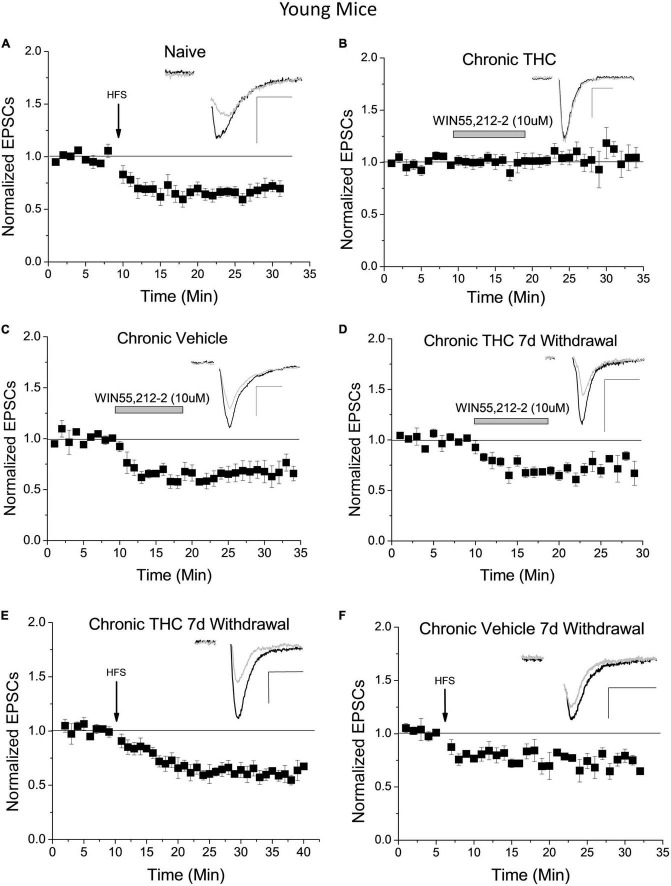 Chronic THC impact on glutamate inputs and plasticity of VTA GABA neurons. (A) Within naïve young mice (P15-40) a high frequency stimulus (HFS) induces LTD (33 ± 7.1% reduction) 15–20 min post stimulus compared to baseline (n = 7, p < 0.001), confirming previously reported LTD in mice (Friend et al., 2017). (B) Young mice with chronic (7–10 consecutive days) THC intraperitoneal (IP) injections do not exhibit WIN55,212-2-induce depression compared to baseline (n = 8, p > 0.1). (C) In contrast, young mice chronically injected with vehicle (0.1% EtOH saline) exhibit significant WIN55,212-2-induced depression compared to baseline (38.3% ± 6.3% depression, p < 0.001). (D) Seven days withdrawal following chronic exposure to THC in young mice, WIN55,212-2 again induced depression of excitatory currents (by 26.3 ± 7.3%; n = 6, p < 0.001), which is significantly different than the chronic THC group in panel (B) at the same time points (p < 0.001; 15–20 min post-drug application). (E) Chronic THC elimination of HFS-induced LTD is reversed in young mice by seven days withdrawal as they undergo LTD (38.1 ± 5.7%; n = 6, p < 0.001). This is not significantly different (p > 0.1) than naïve LTD in panel (A). (F) HFS continues to induce significant LTD within age-match control mice chronically injected with vehicle after 7 days withdrawal (29.3 ± 7.3%; n = 4, p < 0.001). Here and throughout horizontal gray bars indicate duration of drug application (10 min) and whole-cell plots are normalized excitatory post-synaptic currents (EPSC) amplitude means with bars indicating standard error of the mean (SEM). All recordings were excitatory glutamate currents recorded from GAD67/GFP + neurons. N values are number of individual cells, with one cell per animal recorded. Arrows indicate time of HFS. Example traces representing 12–14 averaged traces taken before (black) and 15–20 min after (gray) conditioning or drug application. Note that all stimulation artifacts were removed from example traces for clarity. Scale bars here and throughout represent 50 pA, 5 ms. Supplementary Table 1 is a list of statistics and significance values of all the experiments in these figures.