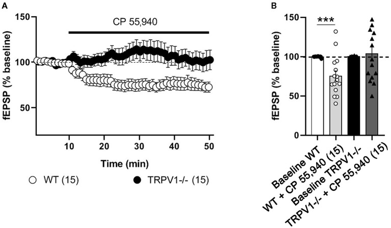 Excitatory synaptic transmission at the medial perforant path (MPP) synapses in WT and TRPV1-/- mice. For representation, experiments were normalized to its baseline. (A) Time-course plot of average fEPSP areas is represented. Black arrow indicates the time point when the drug was applied. CP 55,940 [10 μM] reduces significantly the excitatory synaptic transmission in WT, but not in TRPV1-/-. (B) Representative histograms of the last 10 min of fEPSP after CP 55,940 application in WT (Mann–Whitney test. ***p < 0.001) and TRPV1-/- (Mann–Whitney test. p > 0.05) mice. All data are expressed as mean ± SEM.