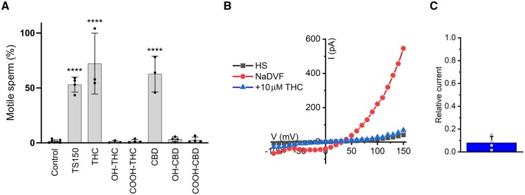 Delta-9-tetrahydrocannabinol (THC) and cannabidiol (CBD) inhibit CatSper in human sperm. (A) Assessment of the action of THC, CBD, and their metabolites on CatSper in human sperm using the CatSper-Activity-Test. Fraction of motile sperm (mean ± SD) 30 min after dilution in Ca2+-free human tubular fluid (HTF) media (HTF0Ca, control) (n = 7) or Ca2+-free HTF containing CatSper inhibitor TS150 (60 µM), THC, CBD, 7-hydroxy CBD (CBD-OH), 7-carboxy CBD (CBD-COOH), 11-hydroxy-Δ8-THC (OH-THC), or 11-Nor-Δ9-carboxy-THC (COOH-THC) (all at 10 µM) (n ≥ 3), relative to that upon dilution in standard HTF (set to 100%). All conditions were compared to Ca2+-free HTF (HTF0Ca, control), ****P < 0.0001. (B) Representative current–voltage relationship of currents recorded from a human sperm cell superfused with Ca2+- and Mg2+-containing solution (HEPES-saline, HS) (control), followed by divalent-free extracellular solution (NaDVF) and, finally, NaDVF-containing THC (10 µM). The monovalent currents in NaDVF are mediated by CatSper. (C) Relative current amplitude (mean ± SD) at +100 mV in the presence of THC (10 µM) relative to that in its absence (set to 1) (n = 4). Gray dots indicate individual values.