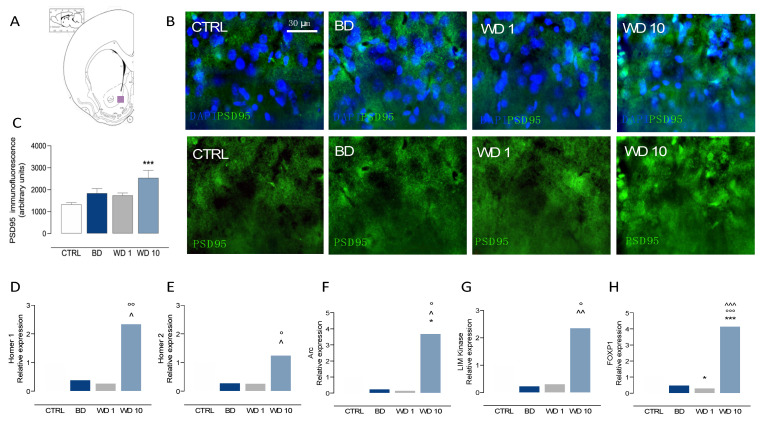 Binge-like alcohol exposure during adolescence perturbs post-synaptic excitatory signaling in the NAc. (A–H) Rats exposed to binge-like alcohol drinking during adolescence show altered levels of post-synaptic markers of glutamate neurotransmission and activity-regulated proteins at late withdrawal in the NAc. In particular, we observed (B,C) increased PSD95-positive immunofluorescence at WD10, when compared with CTRL (*** p < 0.001) group; in addition, we found (D) increased Homer 1 mRNA relative expression at WD10 when compared to BD (^ p < 0.05) and WD1 (°° p < 0.01), and (E) increased Homer 2 relative expression at WD10 with respect BD (^ p < 0.05) and WD1 (° p < 0.05) groups. Besides this, (F–H) a significant increase of activity-regulated proteins expression was observed at WD10, as to (F) increased Arc relative expression at WD10, with respect to CTRL (* p < 0.05), BD (^ p < 0.05) and WD1 (° p < 0.05); (G) increased LIM Kinase 1 relative expression at WD10, with respect to BD (p < 0.01) and WD1 (° p < 0.05); (H) increased FOXP1 relative expression when compared with CTRL (*** p < 0.001), BD (^^^ p < 0.001) and WD1 (°°° p < 0.001). NAc: nucleus accumbens; PSD95: post-synaptic density protein 95; Arc: activity-regulated cytoskeleton-associated protein; LIM Kinase: LIM Kinase 1; BD: binge day; WD1: withdrawal day 1; WD10: withdrawal day 10; CTRL: water-exposed control group. Each bar represents the mean of n = 7 rats; error bars indicate SEM. All expression values were normalized to control mean.