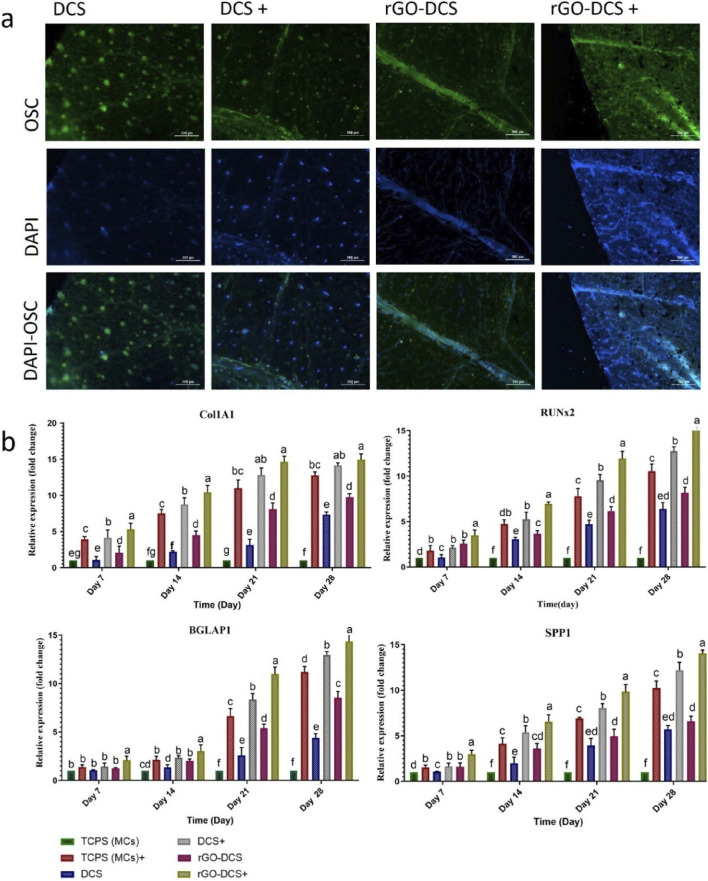 Panel a contains immunofluorescent images showing OSC marker and DAPI staining for DCS, DCS plus, rGO-DCS, and rGO-DCS plus conditions, each row indicating OSC in green, DAPI in blue, and merged images. Panel b presents four bar graphs displaying relative gene expression levels for Col1A1, RUNx2, BGLAP1, and SPP1 across different days, under various material conditions indicated by colored bars, with statistical groupings annotated above bars.