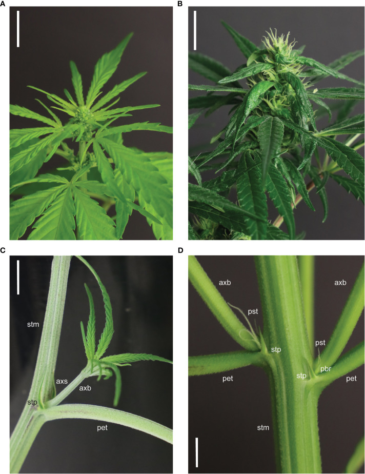 Terminal and solitary flowering phenotypes in Cannabis sativa L. (A) Staminate male flowers on an autoflowering C. sativa plant (Katani) in LD conditions (imaged 23 days post-sowing). (B) Pistillate female flowers on an autoflowering C. sativa plant (Katani) in SD conditions (imaged 51 days post-sowing, after 28 days in LD and 23 days in SD conditions). (C) Vegetative C. sativa anatomy at a basal node of a C. sativa plant (Bama) in LD conditions, depicting the axil of the stipule (axs), stipule (stp), axillary branch (axb), petiole (pet), and stem (stm). (D) Solitary flowers (stigma, style, perigonal bract and stipule) at the 6th node of a C. sativa plant (Katani) flowering in LD conditions (imaged 37 days post-sowing), depicting the perigonal bract (pbr), stipules (stp), axillary branches (axb), petioles (pet), stem (stm), and pistils (pst; stigmas and style). Scale bars in (A, B) are 1 cm and scale bars in (C, D) are 2 cm.