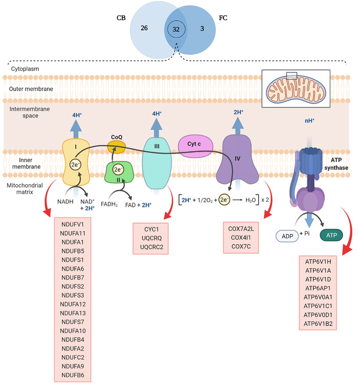 Thirty‐two proteins decrease in abundance involved in oxidative phosphorylation that were common between CB and FC, and their localization in each complex of the mitochondrial oxidative phosphorylation chain. CB, cerebellum; FC, frontal cortex