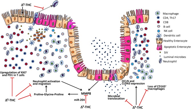 Potential anti-inflammatory mechanisms of delta-9-tetrahydrocannabinol (Δ9-THC) action in the intestine during HIV/SIV infection. During acute HIV/SIV infection, high viral replication in the intestine leads to massive CD4+ T-cell depletion resulting in pro-inflammatory cytokine production and subsequent T-cell hyperactivation. However, concurrent administration of cannabinoids (Δ9-THC) reduced CD4+ and CD8+ T-cell proliferation/activation (Ki67) and PD-1 expression. During intestinal inflammation, neutrophils migrate across the apical side of lining epithelium into the lumen, where they can cause damage to the epithelial cells (12). Δ9-THC can block neutrophil migration by acting via the CB2 receptor (9). Further, Δ9-THC prevented downregulation of ABCB1 (also called P-glycoprotein), an ATP-dependent drug efflux pump recently implicated in the luminal secretion of endocannabinoids that inhibited neutrophil activation and transmigration and subsequent epithelial damage (53) Furthermore, MMP-8 produced by epithelial cells and neutrophils degrades collagen to produce the tripeptide proline-glycine-proline, a strong neutrophil chemoattractant (12). Δ9-THC may prevent MMP-8 upregulation by epigenetic mechanisms by maintaining expression of miR-204, a miRNA that directly targets MMP8. Additionally, Δ9-THC increased the percentage of CD163+ anti-inflammatory macrophages and prevented downregulation of epithelial tight junction protein expression. Collectively, the anti-inflammatory effects of cannabinoids in the intestine may help maintain epithelial barrier integrity and prevent microbial translocation (8).