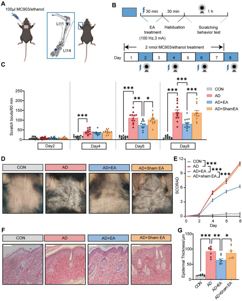 The impact of electroacupuncture (EA) on chronic itch and skin lesions of atopic dermatitis (AD). A Schematic illustration depicting the application of MC903 to the neck region (left) and the identification of acupoints Quchi (LI11) and Hegu (LI4) on the forelimb for EA treatment (right). B Experimental protocol outlining the induction of the AD model, the timing of EA treatment, and the assessment of chronic pruritus behavior. C Time course of the chronic scratching behavior in mouse treated with vehicle (control), AD, AD plus EA (AD + EA) or AD plus sham EA (AD + sham EA) (n = 12). D Representative images of skin lesions from each group of mice on day8. E Time-course of SCORA scores for skin lesions (n = 8). F Representative H&E staining photographs from each group. Scale bar = 100 μm. G Quantitative assessment of epidermal thickness based on H&E images (n = 8). Data are presented as mean ± S.E.M. Analysis was performed using one-way ANOVA complemented by Tukey's post hoc test for multiple comparisons, *p < 0.05, **p < 0.01, ***p < 0.001