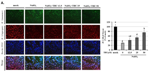 THC attenuates NOX2-dependent oxidative stress and mitochondrial dysfunction in NaIO3-treated ARPE-19 cells. (A) ARPE-19 cells were pretreated with THC (0–50 μM) for 1.5 h and subsequently exposed to NaIO3 for 18 h. Mitochondrial membrane potential (ΔΨm) was assessed by JC-1 staining. Red fluorescence indicates intact mitochondria, whereas green fluorescence indicates mitochondrial depolarization. (B) Intracellular ROS levels were measured by DCFDA staining and flow cytometry. (C) Extracellular H2O2 production was quantified using an ELISA-based assay. (D) Quantitative analysis of mitochondrial membrane potential based on the JC-1 red/green fluorescence ratio. For mechanistic studies (B–D), ARPE-19 cells were pretreated with GSK2795039 (10 μM), THC (50 μM), or their combination for 1.5 h prior to NaIO3 exposure. Data are presented as the means ± SD of three independent experiments (n = 3). Different letters (a–d) in the statistical graphs indicate significant differences (p < 0.05) within each group.