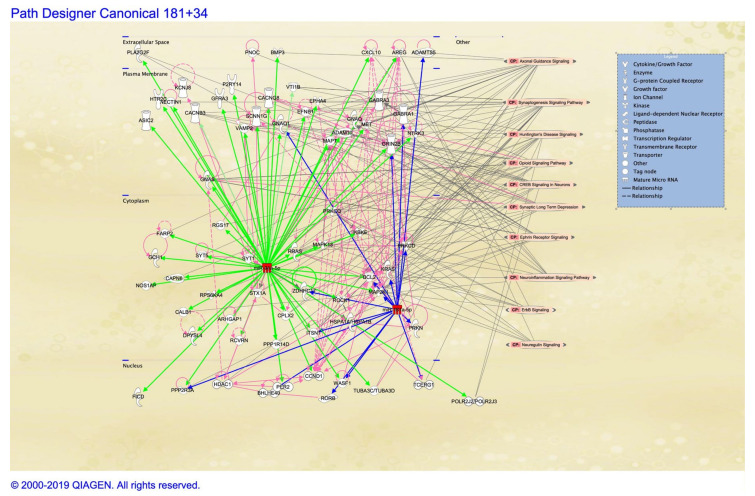 Putative target gene interaction network graph generated using Ingenuity Pathway Analysis of miR-34 and miR-181 family miRNAs nodes within a simulated cell. Target mRNA interactions are denoted by green and blue edges for the seed sequences GGCAGUG and ACAUUCA using high stringency target predictions (TargetScan) and experimental observation for miR-34 and miR-181, respectively. Protein–protein interactions between miRNA targets are illustrated in pink. Gene ontologies related to neural functions are projected from the right side (grey lines) with the highest number of interactions at the top (axonal guidance signaling) and the least at the bottom (neuregulin signaling).