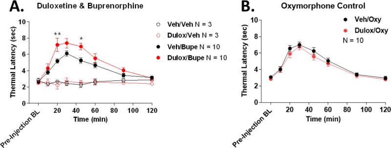 The monoamine transporter inhibitor duloxetine causes a buprenorphine-selective enhancement of tail flick anti-nociception.Male CD-1 mice were tested for tail flick anti-nociception baselines with 52°C water (10 second cutoff). The mice were then injected with duloxetine (20 mg/kg) or vehicle (1% Tween80 in saline) by the intraperitoneal route for 10 minutes, followed by subcutaneous buprenorphine (0.2 mg/kg), oxymorphone (0.3 mg/kg), or vehicle (saline). Tail flick latencies were then recorded over a 2 hour time course. Data reported as the latencies in raw seconds, mean ± SEM. Sample sizes of individual mice/group are noted in the graph legends. The Vehicle/Vehicle and Duloxetine/Vehicle groups were performed as one technical replicate. All other groups were performed as 2 technical replicates, with N = 5/group for each replicate. The same blinded experimenter performed all experiments. A) Vehicle or duloxetine alone had no effect on tail flick baselines. Duloxetine increased buprenorphine anti-nociception with an AUC increase of 50.6%. *, ** = p < 0.05, 0.01 vs. same time point Veh/Bupe group by 2 Way ANOVA with Fisher’s Least Significant Difference post-hoc test. B) Duloxetine had no effect on oxymorphone anti-nociception. p > 0.05.