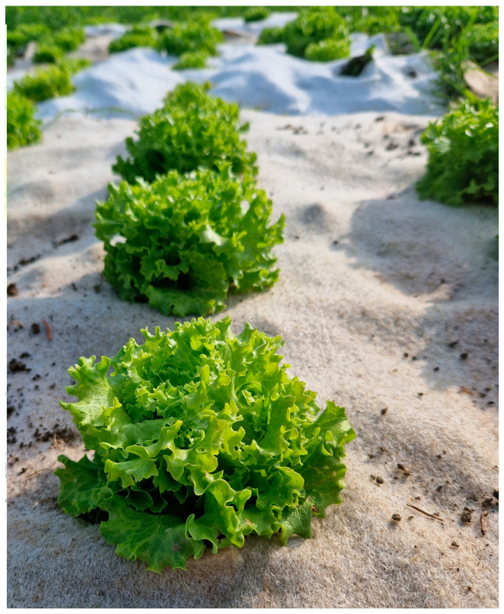 Gentilina lettuce (Lactuca sativa L.).