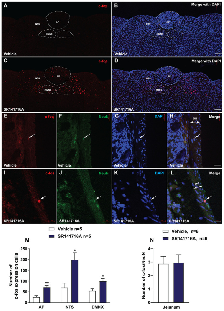 Immunohistochemical analysis of c-fos in the emetic nuclei of the brainstem DVC of least shrews, the area postrema (AP), the nucleus tractus solitarius (NTS) and the dorsal motor nucleus of the vagus (DMNX), and the enteric nervous system (ENS) embedded in the wall of the jejunum, following vomiting induced by systemic administration of the CB1 receptor inverse agonist/antagonist SR141716A (20 mg/kg, i.p.). Least shrews were sacrificed 90 min post vehicle treatment, or after the first vomiting occurred post administration of SR141716A. Shrew brainstem sections (20 μm) were stained with rabbit anti-c-fos primary antibody and Alexa Fluor 594 donkey anti-rabbit secondary antibody (A–D). The intestinal jejunum sections (25 μm) were stained with a mix of rabbit anti-c-fos and mouse anti-NeuN (neuronal marker) primary antibodies, followed by a mix of Alexa Fluor 594 donkey anti-rabbit and Alexa Fluor 488 donkey anti-mouse secondary antibodies (E–L). Nuclei were stained with DAPI in blue. Representative tile-scanned images (20×) show robust c-fos induction in the brainstem DVC (AP, NTS, DMNX) in response to SR141716A (20 mg/kg, i.p.; C,D) compared to the vehicle-treated group (A,B; n = 5 shrews per group). Scale bar = 100 μm. Quantified data show the SR141716A-induced c-fos expression in the AP, NTS, and DMNX in the brainstem of least shrews (M). Representative single-filed images (60×) show low c-fos expression in the enteric nervous system (ENS) of the intestinal jejunum in vehicle (E–H)- and SR141716A (20 mg/kg, i.p.; I–L)-treated shrews (n = 6 shrews per group). Scale bar = 20 μm. Dashed lines delineate the boundaries of the AP, NTS, and DMNX (A–D); arrows indicate representative immunopositive signals (E–L). Compared to the vehicle group, the administration of SR141716A did not induce a significant increase in c-fos expression in NeuN-positive neurons of the ENS within the intestinal jejunum of least shrews (N). Values represent the mean number of c-fos-positive nuclei of each region per section and are presented as mean ± SEM. * p < 0.05, ** p < 0.01 vs. vehicle, unpaired t-test.