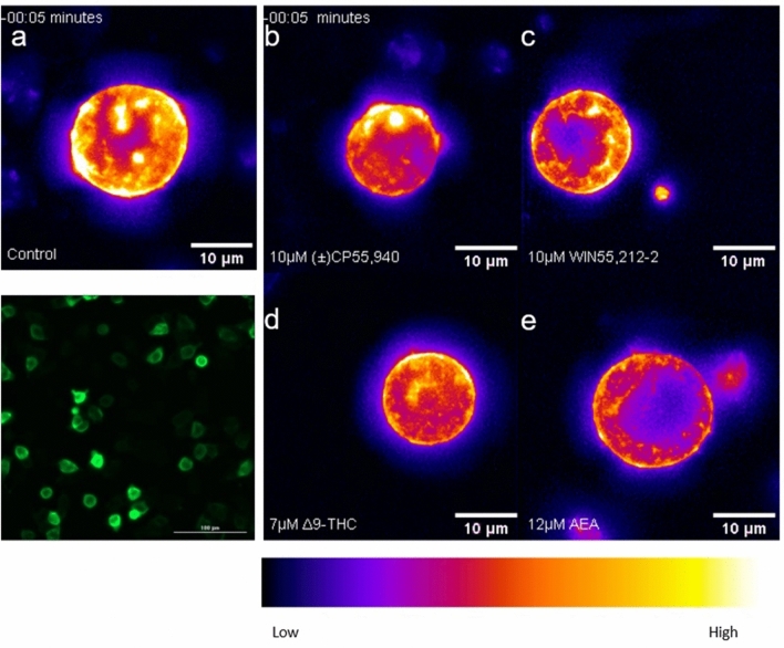 CB1R internalization in AtT20 cells following cannabinoid treatment. AtT20 cells stably-expressing SEP-CB1R were treated with 0.1 nM to 12 μM of cannabinoids as indicated and CB1R internalization was measured at 5 min intervals. Representative video montages are presented here for vehicle (a), 10 μM (±)CP55,940 (b), 1 μM WIN55,212-2 (c), 7 μM Δ9-THC (d), and 12 μM AEA (e) in false colour generated using Fiji. (a, lower left panel) A true-colour baseline confocal image is presented at ×40 magnification. The image is composed of the average fluorescent signal generated from 20, 1 μm images in a compressed z-stack. Quantification of internalization experiments is presented in Fig. 4.