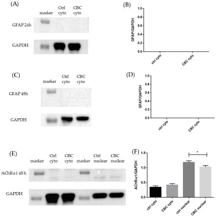 (A) Evidence of the absence of GFAP after 24 h of CBC exposure and GAPDH used to confirm the protein’s presence; (B) Densitometric analysis of GFAP after 24 h of CBC exposure; (C) Evidence of the absence of GFAP after 48 h of CBC exposure and GAPDH used to confirm the protein’s presence; (D) Densitometric analysis of GFAP after 48 h of CBC exposure; (E) Evidence of the presence of AChRα1 after 48 h of CBC exposure and GAPDH used to confirm the protein’s presence; (F) Densitometric analysis of AChRα1 after 48 h of CBC exposure, * p < 0.05.