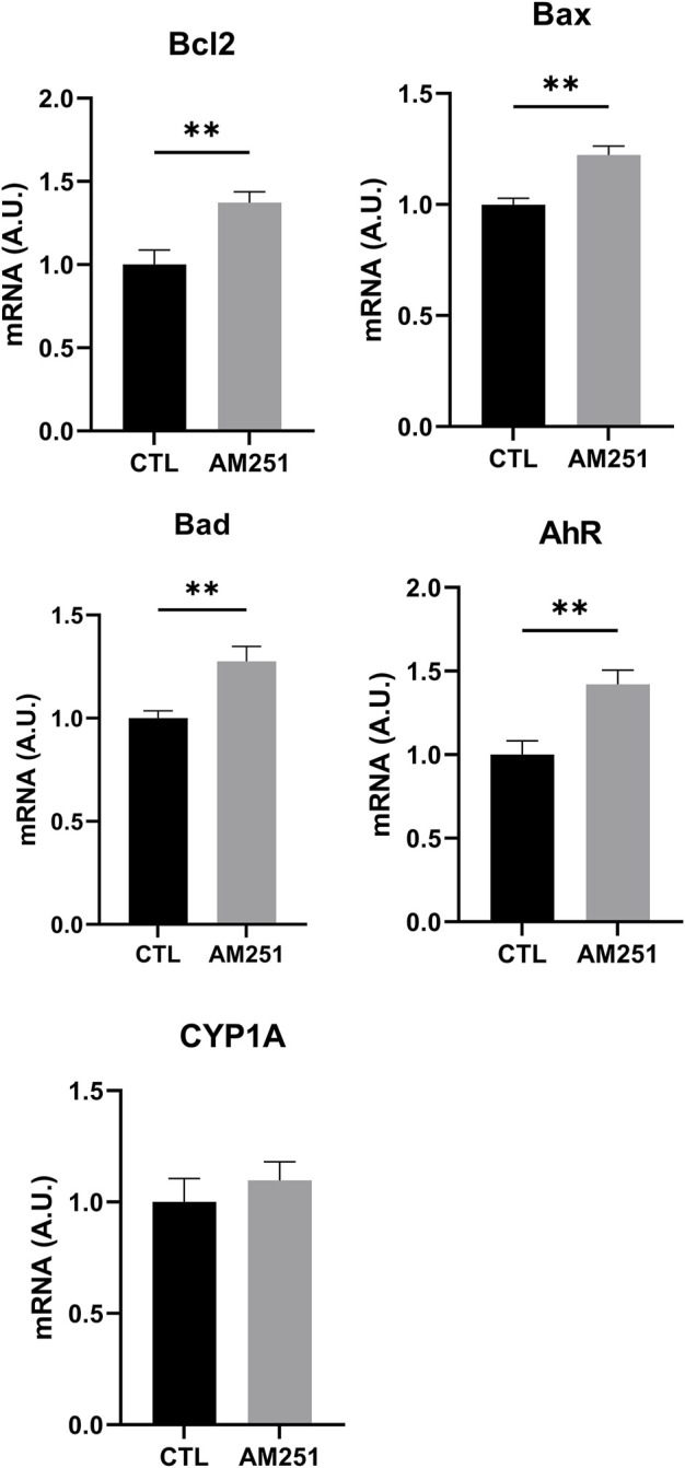 qRT-PCR of Bcl-2, Bax, Bad, AhR, and CYP1A1 of retinas from AM251-treated eyes and their respective CTL. Means and standard deviations are shown. **p < 0.01.