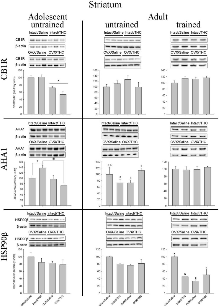 Effects of chronic Δ9-THC and hormone status on the endogenous levels of CB1R, AHA1, and HSP90β in the striatum. Above each bar graph are western blots of protein levels in striatal extracts from the female rats in each of the four chronically treated groups. Levels of each protein were corrected for the β-actin levels in the same samples and presented as a ratio of protein to actin in relative units. Asterisks associated with a bar indicate significant main effects of hormone status, whereas letters indicate significant differences among the four treatment groups when there were significant main effects for chronic Δ9-THC and hormone status or a significant interaction between the factors (e.g., “a” is different from “b,” but not different from “a,b,c”).