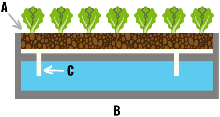 A wicking hydroponic system in which plants are grown in an absorbent soilless grow media (A). Nutrient solution is transferred from the reservoir (B) to the plant roots via an absorbent wicking material (C).