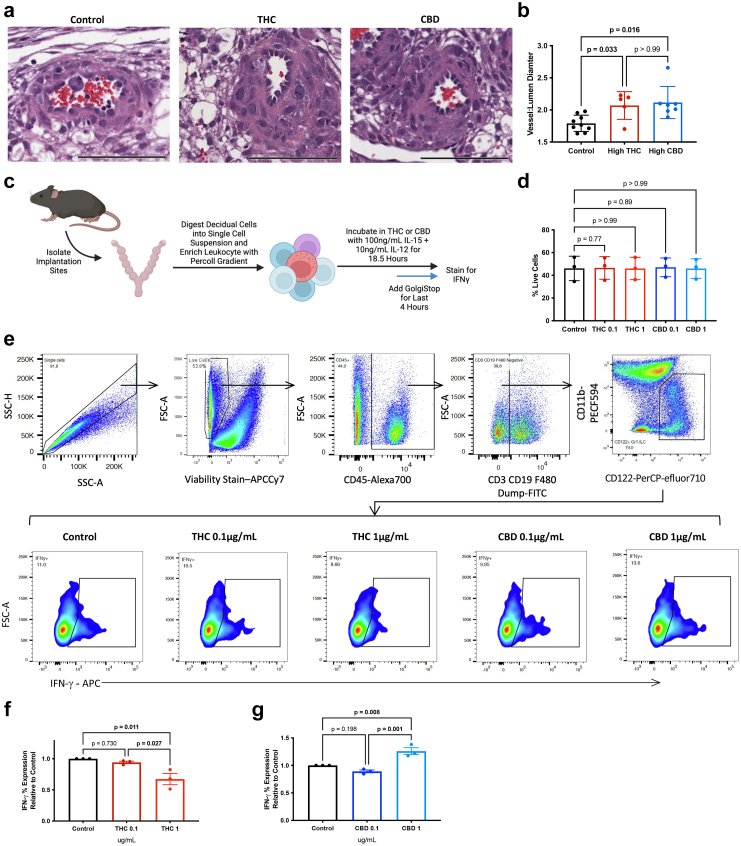 CBD and THC disrupts decidual vascular remodelling and uNK cell angiogenic factor production. a and b: Mice were treated with or without CBD or THC oil from GD 6.5–9.5 and implantation sites isolated, fixed, and embedded. a: Representative images of spiral arteries from H&E-stained GD 10.5 implantation sites, scale bar represents 100 μm. b: Quantification of vessel to lumen diameter of spiral arteries from GD 10.5 mice averaged per implantation site (n = 5–9 per group). c–g: GD 10.5 implantation were isolated and digested into single cell suspension. Cells were then stimulated and incubated with various doses of THC or CBD. c: Schematic of experimental design. d: Viability of cells after incubation (n = 3 per group). e: Representative flow cytometry gating strategy to identify uNK cells and representative flow plots of uNK cell IFN-γ expression. IFN-γ percent expression relative to control following f THC or g CBD exposure (n = 3 per group). Data are means ± SEM, ∗P < 0.05, ∗∗P < 0.01 (b Kruskal–Wallis test, d, f & g one-way ANOVA).