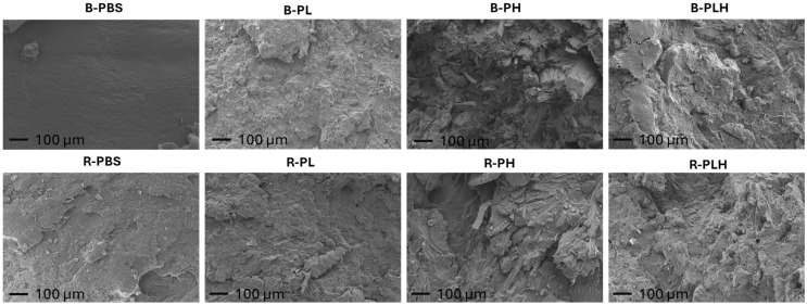 SEM micrographs showing fracture surfaces of PBS, PBS–lignin, PBS–hemp and PBS–hemp–lignin composites at 100× magnification.