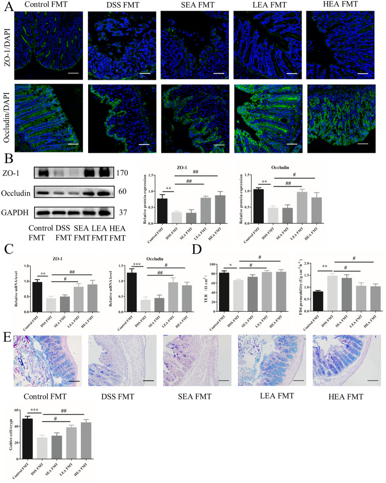 EA FMT improved the integrity of the intestinal barrier. A The distribution of ZO-1 and Occludin in colonic tissues. Scale bar = 100 μm. B The protein levels of colonic ZO-1 and Occludin. C The mRNA expression of colonic ZO-1 and Occludin. D Transepithelial resistance and FD4 permeability in the colon. E The number of goblet cells in the colon. (N = 6 mice per group, *P < 0.05, **P < 0.01, ***P < 0.001 vs. the control FMT group; #P < 0.05, ##P < 0.01 vs. the DSS FMT group)