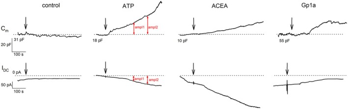 Representative whole‐cell electrophysiologic recordings of astrocyte membrane capacitance. Traces of membrane capacitance (C m) and current (I DC) recorded in four experimental conditions. From left to right: Control condition, 1 mM ATP stimulation, 1 μM ACEA stimulation, and 1 μM Gp1a stimulation. The dotted horizontal line denotes the baseline for the C m value before stimulation and 0 pA for the current. Red arrows indicate the two points where amplitude measurements were taken.