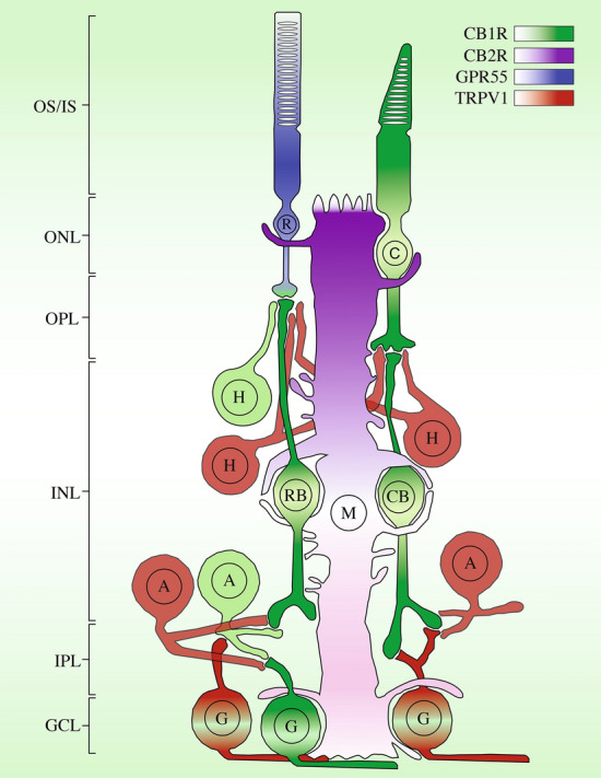 Mapping of the receptors CB1R, CB2R, GPR55, and TRPV1 in the monkey retina. These receptors are differently expressed in the retina of monkeys. These results are compiled from several published articles26,31,35. CB1R is represented in green, CB2R in magenta, GPR55 in blue, and TRPV1 in red. OS, photoreceptors outer segments; IS, photoreceptors inner segments; ONL, outer nuclear layer; ONL, outer plexiform layer; INL, inner nuclear layer; IPL, inner plexiform layer; GCL, ganglion cell layer.
