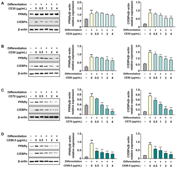 Suppressive effects of CE on adipogenic protein expression in 3T3-L1 cells. Protein levels were analyzed via Western blotting and normalized to β-actin. Representative Western blot bands showing PPARγ and C/EBPα expression following treatment with (A) CE30, (B) CE50, (C) CE70, and (D) CE99.5. Data are presented as mean ± SD (n = 3). Statistical significance: ### p < 0.001 vs. the control group; * p < 0.05, ** p < 0.01, and *** p < 0.001 vs. the differentiation group. Abbreviations: CE30–99.5, 30–99.5% ethanol extracts of C. sativa, respectively.