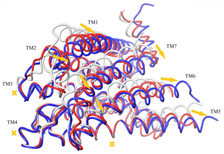 Results of MD simulations of CB1 in modeled apo-receptor conformation with docked agonist AM11542. The apo-receptor model is shown in grey, and the final conformation after a 400 ns MD run in red. The structure of CB1 in the active state from crystal complex with AM11542 [6] is shown in blue. The structures are superimposed at minimization of RMSD of protein backbone atoms of the “basement” (residues 195–199, 243–249, and 275–289). The α-helix movements are depicted using arrows. Immovable α-helices of the “basement” are marked using crosses.
