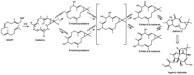 Proposed pathway for the initial steps leading to the Euphobia factor ingenol mebutate in Euphorbia spp., as per [168]. GGDP represents geranylgeranyl diphosphate and OPP signifies a diphosphate group. Enzyme abbreviations: CS-casbene synthase, CYP726A27–cytochrome P450 726A27, CYP71D445–cytochrome P450 71D445, ADH1–alcohol dehydrogenase 1.